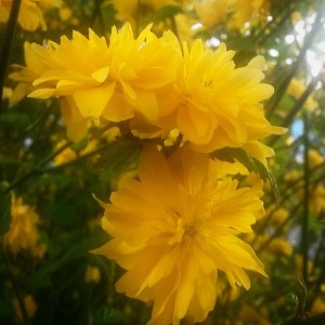 gele lentebloemen